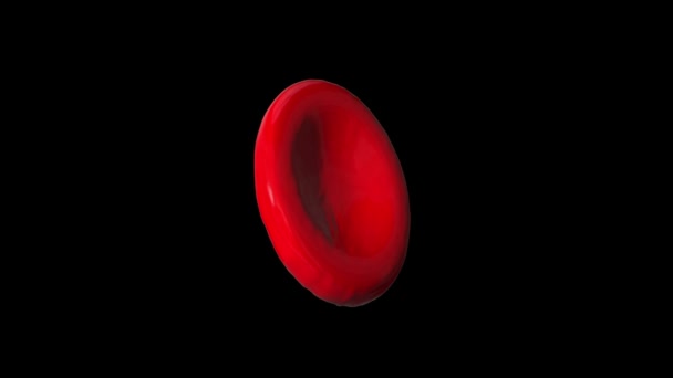 Единичная красная клетка крови вращается бесшовно — стоковое видео