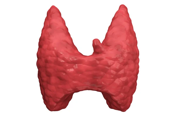 Ghiandola tiroidea vista frontale isolata — Foto Stock