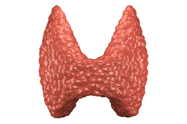 Vista frontal isolada da glândula tireóide — Fotografia de Stock