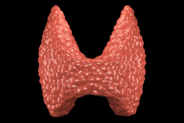 Thyroid gland isolated front view — Stock Photo, Image