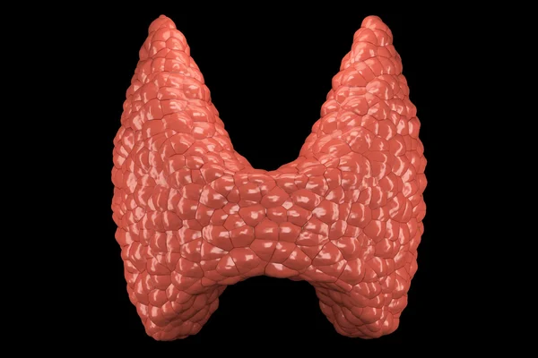 Schilddrüse isoliert Vorderansicht — Stockfoto