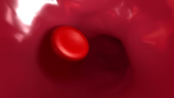 Ενιαίο κόκκινο κύτταρο αίματος ροής μέσω τριχοειδούς βρόχου — Αρχείο Βίντεο