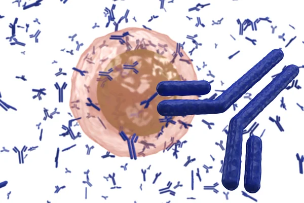 Plasmazelle b-Lymphozyte produziert Antikörper isoliert auf weiß — Stockfoto