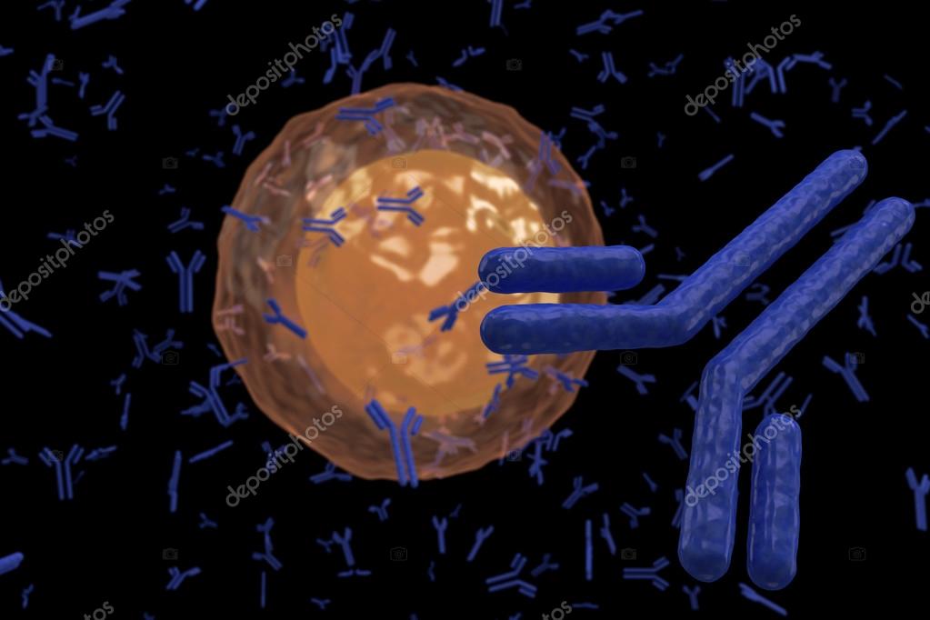 Plasma cell B lymphocyte producing antibodies isolated on black — Stock
