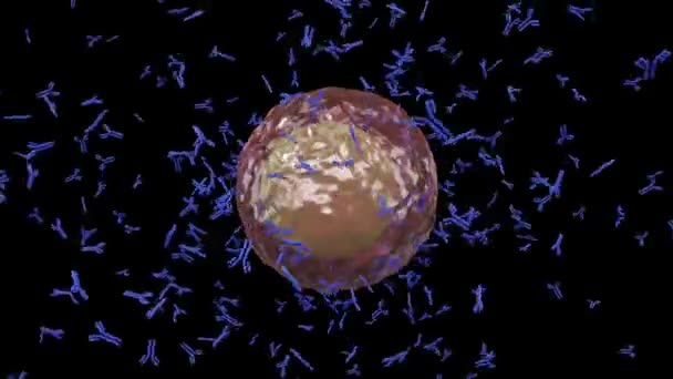 Plasma cell B lymphocyte producing antibodies seamless loop — Stock Video