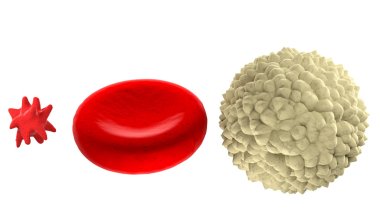 Main blood cells in scale isolated on white clipart