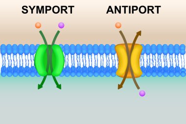 Cell membrane transport systems illustration clipart