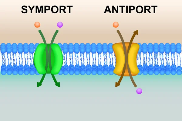 Hücre membran taşıma sistemleri illüstrasyon
