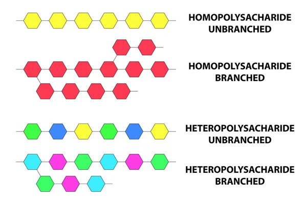 Types of polysaccharides vector illustration — Stock Vector