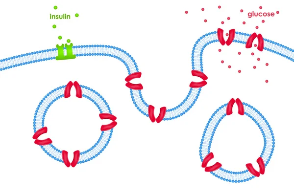 Glucose transport through cell membrane via transporters — Stock Vector