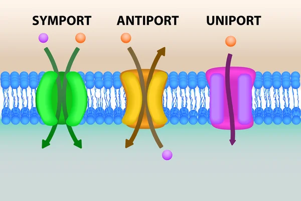 Cell membrane vervoer systemen illustratie — Stockvector