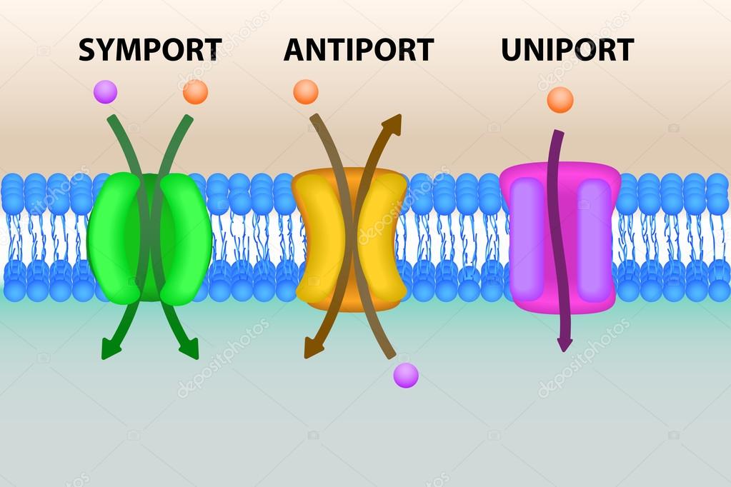 Cell membrane transport systems illustration