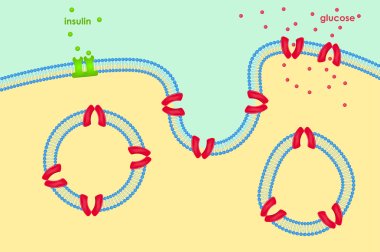 Glucose transport through cell membrane via transporters clipart