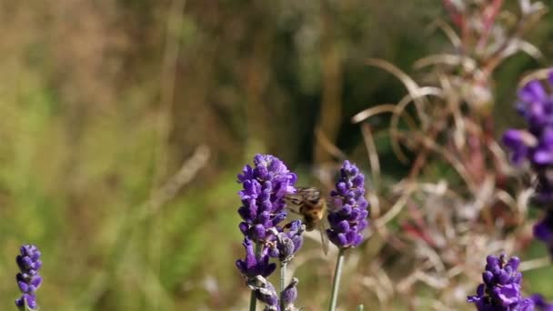 Fleurs de lavande pollinisatrices d'abeilles — Video