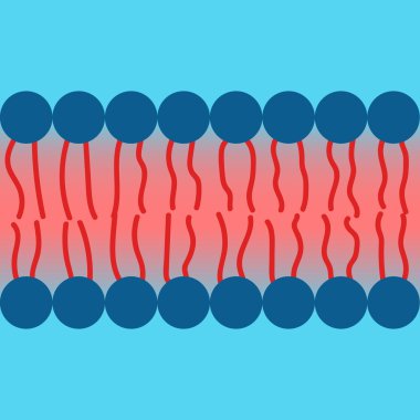 Amphipatic property of cell membrane clipart