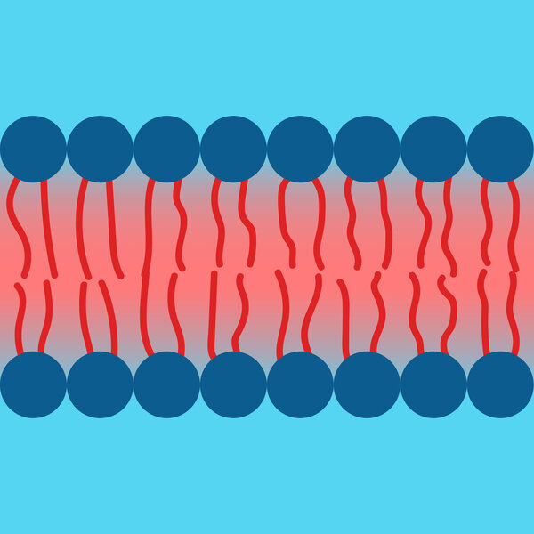 Amphipatic property of cell membrane