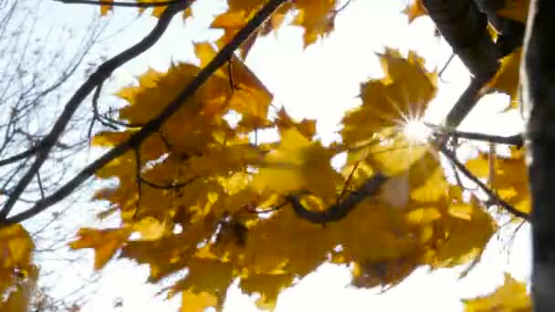 Maple leaves moving in the wind 4K UHD — Stock Video