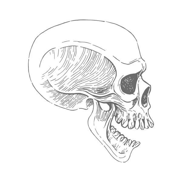 Hand Drawn Skull In Monochrome. On white background. Skull side view — Stock Vector