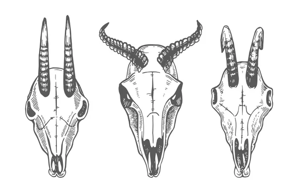 Hewan tengkorak. Domba, kambing. Line art. Koleksi Tangan Ditarik Tengkorak. Set Tinta - Stok Vektor