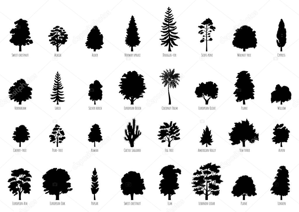 The big collection of trees silhouettes isolated