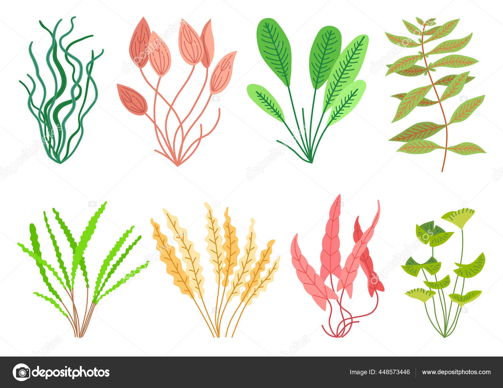 Aquatic Plants Drawing