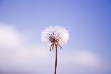 Mavi gökyüzünün arka planındaki karahindiba