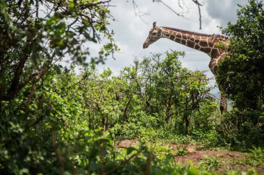 Afrika 'daki ulusal doğa parkında tek başına zürafa..