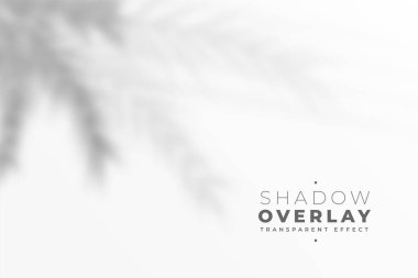 Beyaz duvar efekti arka planında odaklanmış mavi yapraklar