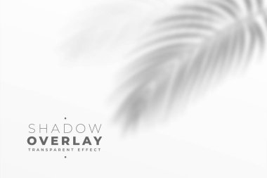 Beyaz duvardaki yaprakların gölge etkisi