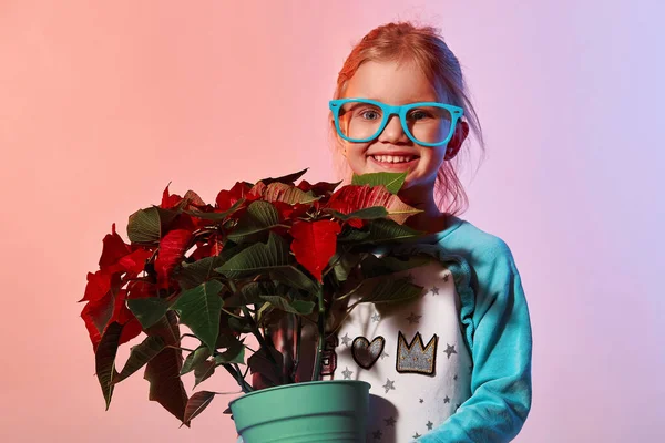 Funny and cute little girl in a turquoise dress and glasses holds in her hands a flower pot with a big poinsettia on an red blue neon light background close-up with copy space