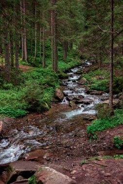 Dağlar, Ukrayna Karpatlar 'da uzun süre korunan ormandaki kayaların üzerindeki şelale nehri.