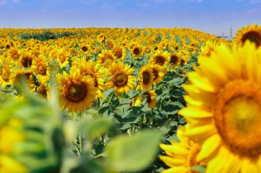 Mavi gökyüzünün arka planında çiçek açan ayçiçeği tarlası
