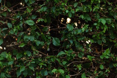 Yeşil yapraklar doku arkaplanı, Doğal arkaplan ve duvar kağıdı