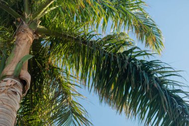 Palmiye ağacı manzarası Mısır 'da bir tatil köyünün zemininde yüksekten görünüyor