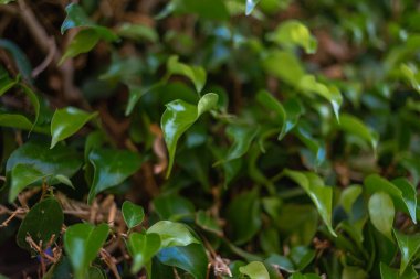 Yeşil yapraklar doku arkaplanı, Doğal arkaplan ve duvar kağıdı