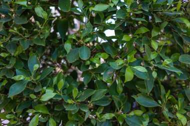 Yeşil yapraklar doku arkaplanı, Doğal arkaplan ve duvar kağıdı