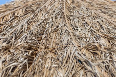 Plajdaki kuru palmiye yapraklarından yapılmış plaj şemsiyelerini kapatın.