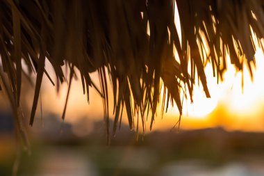 Plajdaki kuru palmiye yapraklarından yapılmış plaj şemsiyelerini kapatın.