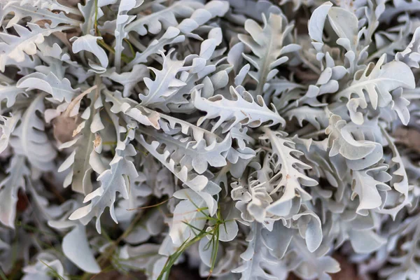 Close Fresh Rosemary Herb — Stock Photo, Image