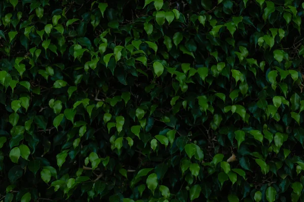 Yeşil Yapraklar Doku Arkaplanı Doğal Arkaplan Duvar Kağıdı — Stok fotoğraf