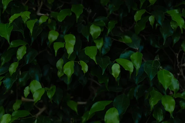 Yeşil Yapraklar Doku Arkaplanı Doğal Arkaplan Duvar Kağıdı — Stok fotoğraf