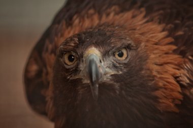 Altın Kartal yırtıcı kuş raptor