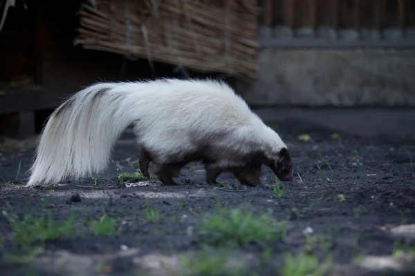 Skunk vue de côté — Photo