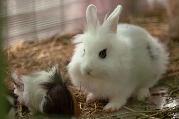 Rabbit - Animal, Baby Rabbit, Group Of Animals, Young Animal — Stock Photo, Image