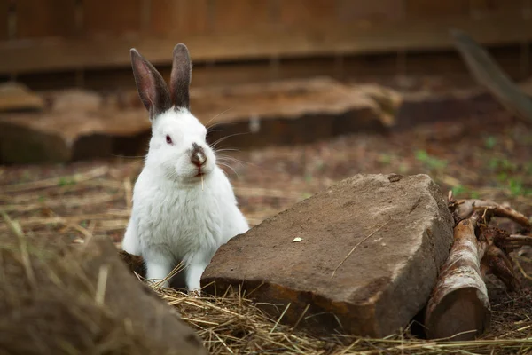 Komik tatlı Bunny açık havada