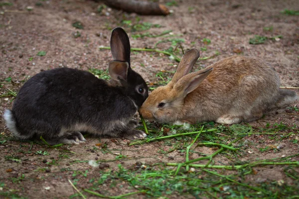 Group of two  brown rabbits  eat — Stock Photo, Image