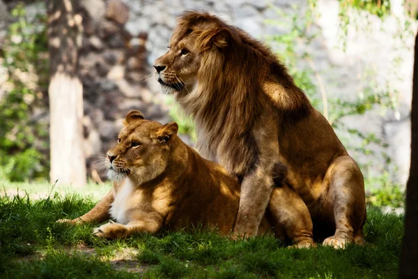 夫妻爱狮子 — 图库照片