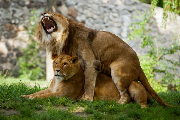 Couple love lions — Stock Photo © Oleg.Ermak88 #72460227