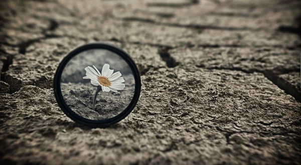 Rissige Erde Gänseblümchenblümchen Überleben — Stockfoto