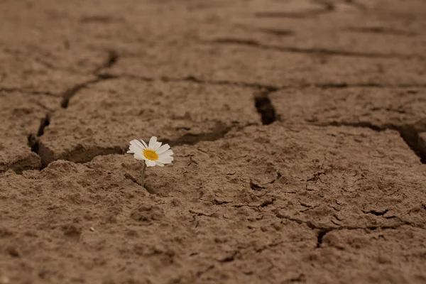 Cracked earth daisy flowers Survival — Stock Photo, Image